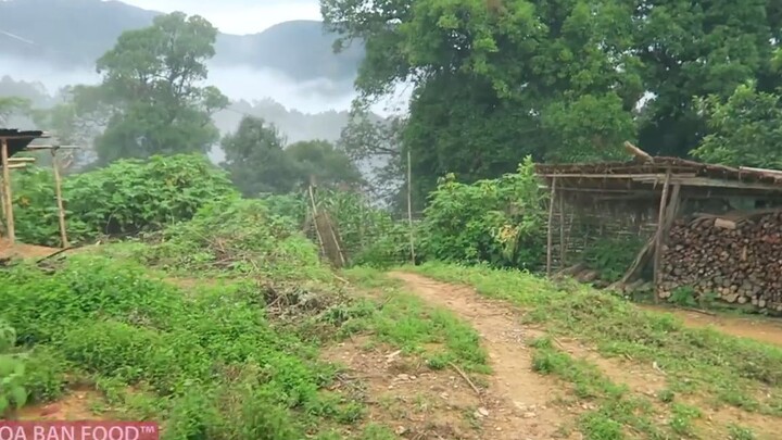 Nấm Hồng Cô _ Tìm Nấm Đỏ - Tập 3