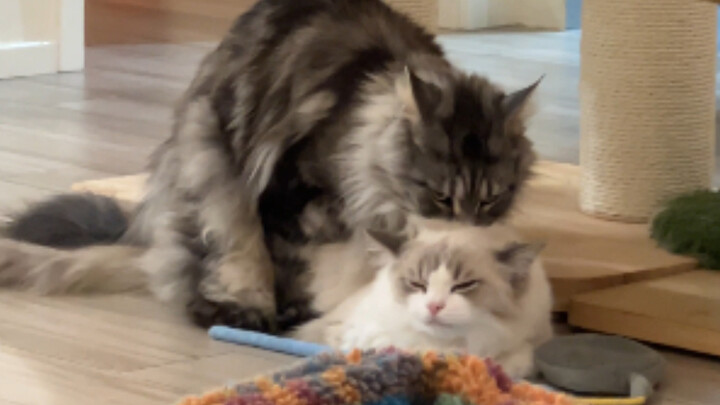 He does it—it might just be instinct…