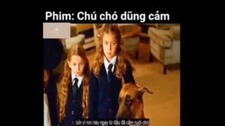 Tóm tắt phim: Chú chó dũng cảm