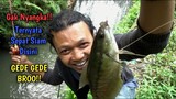 Mancing Ikan Sepat Siam Disini Besar Besar || SAYANGNYA BANYAK PERUSUH!!