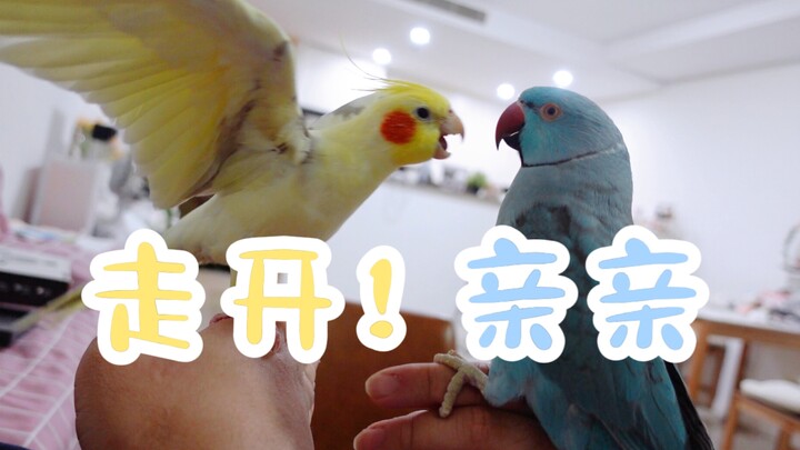 Chơi cùng chú vẹt cockatiel nhỏ là vui nhất