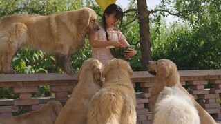 [Hewan]Anjing Imut yang Suka Makan Semangka