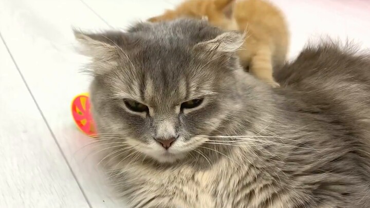 What happens when you bring a stray kitten to a mother cat?