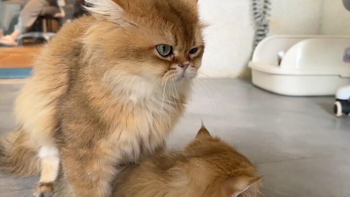 دقيقة واحدة في التفكير في الأخت نيان، عشر سنوات من الجهد في دكار!