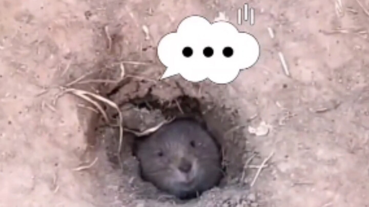 أنتم رائعون، ترقصون الديسكو فوق رأسي.