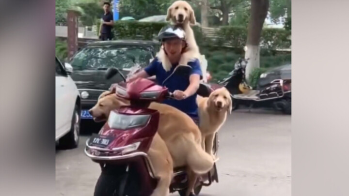 The Golden Retrievers Make Your Happiness Double