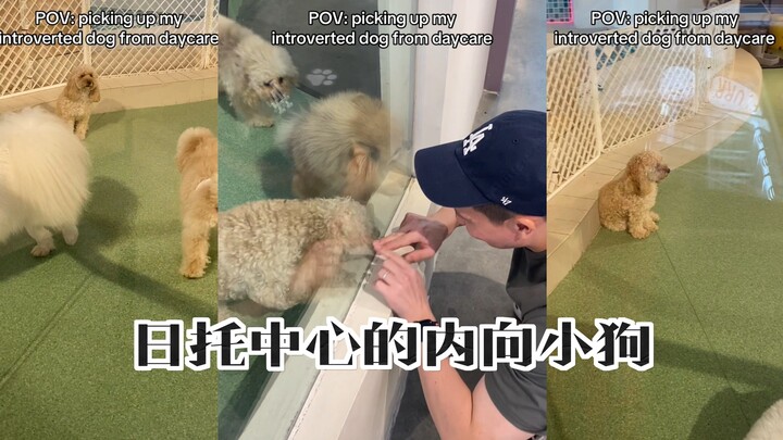 Chú chó: Cuối cùng các bạn cũng đến rồi, tôi chẳng quen ai cả, xấu hổ cả ngày luôn.