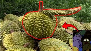 Durian Tapi Bentuknya 😳...