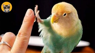 Smart And Funny Parrot Talking Videos Compilation | Pets House