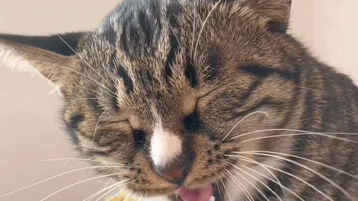 Cô ấy còn khá là lịch sự đấy, đợi được tôi cho phép rồi mới cắn tôi nữa chứ!