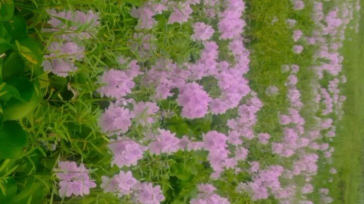 beauty can bloom anywhere 💗✨