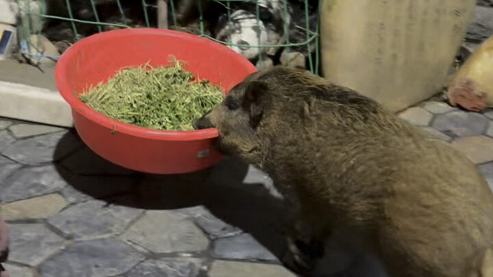 ทำไมสัตว์ทั้ง 12 ราศีในบ้านถึงชอบตีพีชีกันจัง? โตขึ้นพีชีจะไม่แก้แค้นใช่ไหม? #12ราศี #สัตว์น้อยน่ารั