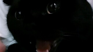 一只黑猫为了隐身有多拼?