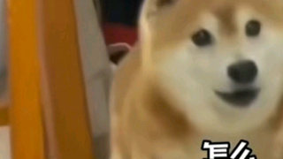 哈哈哈哈哈刚刚刷到这个视频，太逗了[大笑]我也来翻配一个玩玩！！[奥比岛_击爪][奥比岛_击爪]不正式配着玩的的，发动态视频吧[大笑][大笑][大笑]