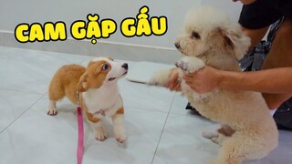 BÉ CAM GẶP BÉ GẤU TẠI NHÀ ANH @Oops Banana