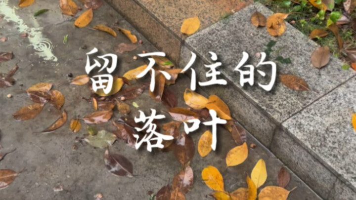 那场风带走了落叶，带不走你的生机。