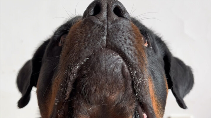 The Difference Between a Husky Eating and a Rottweiler Eating～