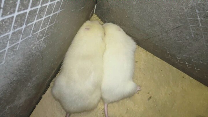 เสี่ยวไป๋กับซีซี จับคู่พวกเธอสองคนซะ……