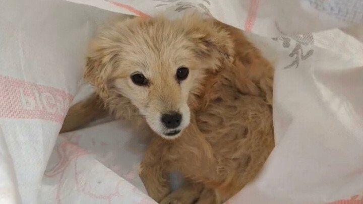 Một chú chó bị gãy 3 chân được gửi đến trạm cứu hộ