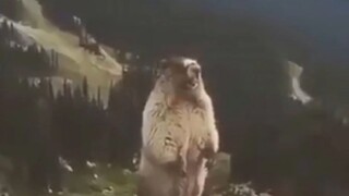 หนู