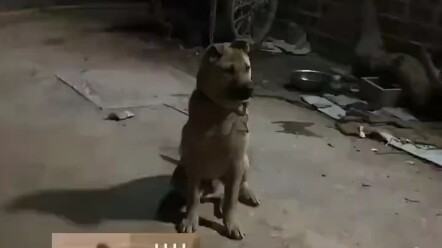 Ibu menggantungkan kunci di leher anjing agar tidak perlu menitipkan kunci kepada putrinya—“pengenal