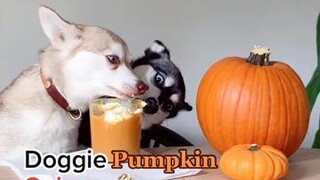 For all you basic doggies LearnOnTikTok psl pumpkinspice dogs pets