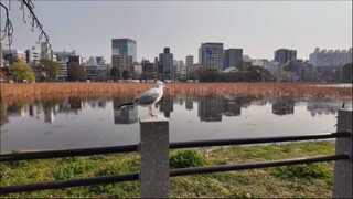 Happy Easter Day 50 Minutes of Beautiful Easter Hymns With Lyrics