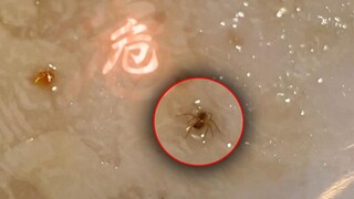 “蜘蛛馅的饺子”