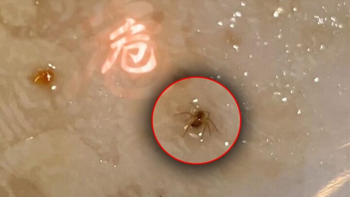 “蜘蛛馅的饺子”