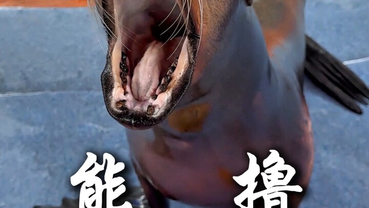 Hewan-hewan imut ini, yang mana yang paling ingin kamu gendong?