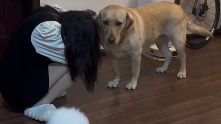 Even dogs know it's hard to appease a woman!