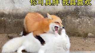 A female fox in estrus meets a male fox with dementia, this is too funny!!!