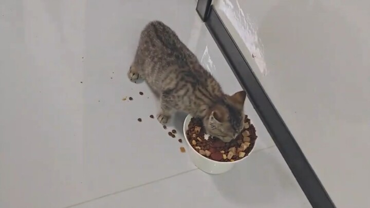 يشعر وكأنه طفل صغير يذهب لبوفيه ويفرط في أكل الوجبات الخفيفة وشرب المشروبات، هاها!