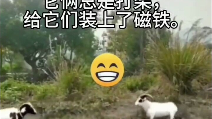 笑完就忘的memes pt.161