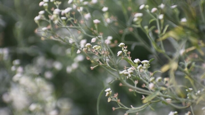 Parthenium tree in Bangladesh! Krishebd