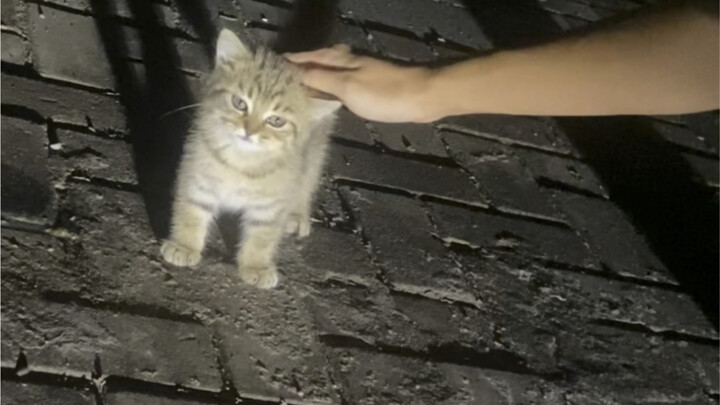 🐱: Oh, Mom, could you tell me again how you picked me out of a litter of kittens back then?