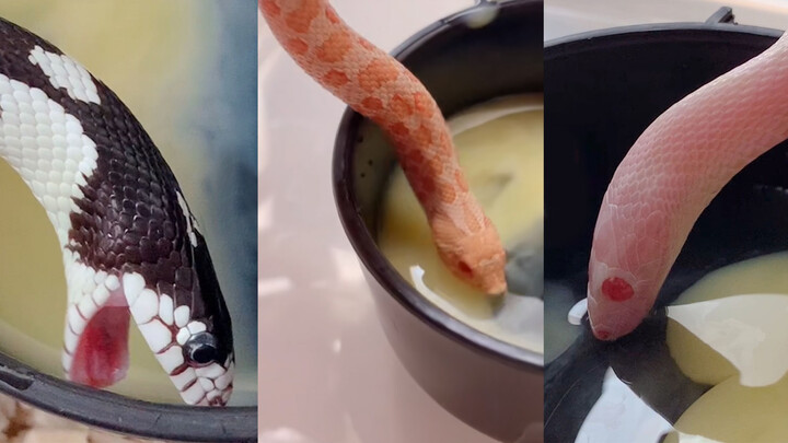 【Pet】About me being crushed by an egg and three snakes
