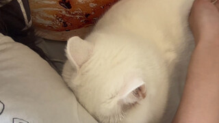 The kitten buries its head in your shoulder, and you realize it's the weekend and you don't need to 