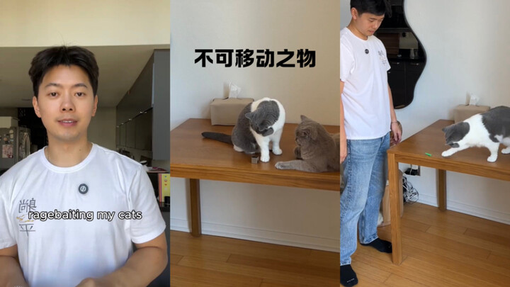 กฎของแมวกลับใช้ไม่ได้แล้ว!😾