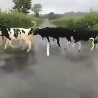 Cows’ Confusing Behavior