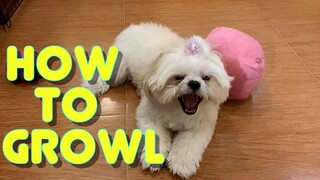 Cute Shih Tzu Learns How to Growl Like a Lion