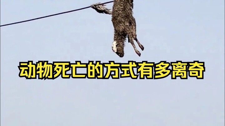 การพิสูจน์สาเหตุการตายอันพิสดารของสัตว์ 31