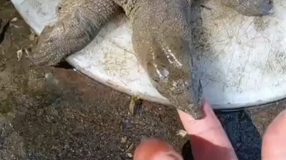 เฉวี่ยซื่อโหดมาก