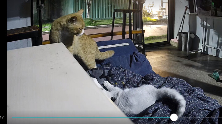 Kucing liar yang lucu datang di malam hari dan memukuli kucing saya 💩 dan juga mencuri makanan dan a