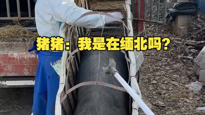 Chú Lợn: Mình đang ở Bắc Miến Điện à?