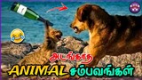 சிரிப்பான விலங்குகளின் சம்பவங்கள் | Funny Animals Tamil