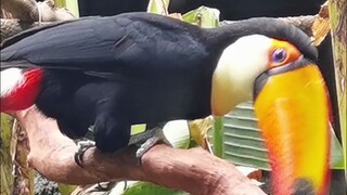 Bagaimana cara mengunjungi kebun binatang? Buku ini sangat lengkap.