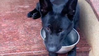 ความสำคัญของชามอาหารสุนัขสำหรับลูกสุนัข