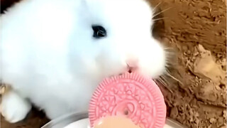 Hewan-hewan kecil yang lucu, kamu suka yang mana?