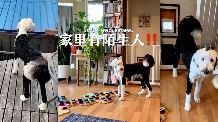 Bunny can now use a button to tell Mom when there’s a stranger in the house...